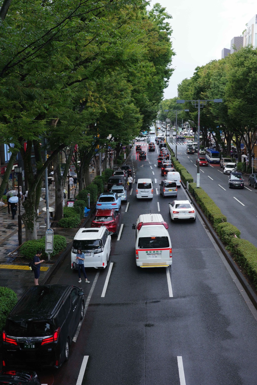 View from a footbridge down a rain-wet avenue lined with zelkova trees, traffic queuing between the hedged median.